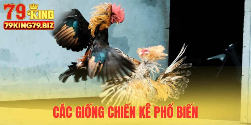 Một số giống kê chiến bạn có thể chọn để thắng lớn