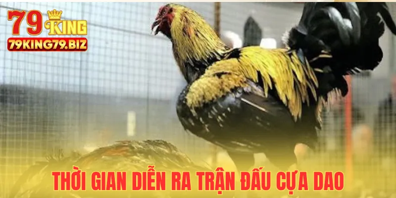 Các trận đá cựa dao diễn ra rất nhanh chóng